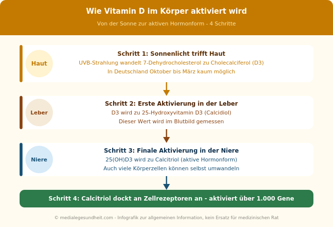 Vitamin D Aktivierung Körper Haut Leber Niere Calcitriol Biochemie Infografik