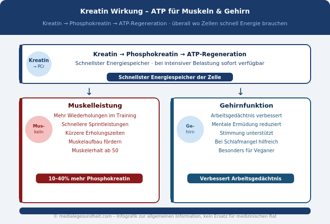 Kreatin Wirkung Gehirn Muskeln ATP Energie Übersicht Infografik