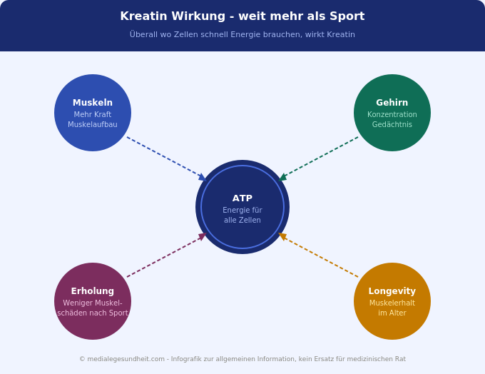 Kreatin Wirkung Gehirn Muskeln ATP Energie Übersicht Infografik
