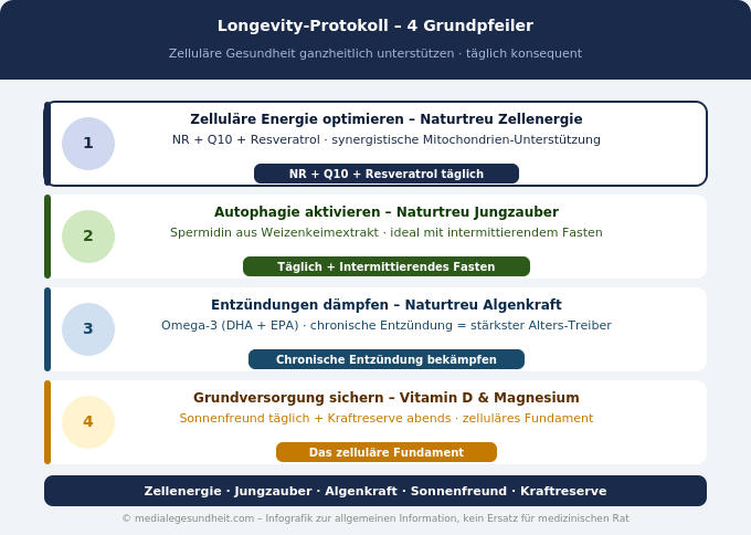 Longevity Protokoll 4 Grundpfeiler Zellenergie Autophagie Infografik