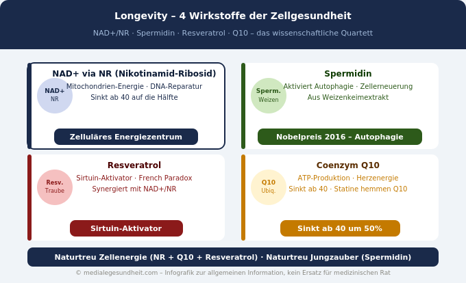 Longevity Wirkstoffe NAD+ Spermidin Resveratrol Q10 Übersicht Infografik