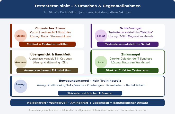 Testosteron natürlich erhöhen Ursachen Stress Schlaf Zink Infografik