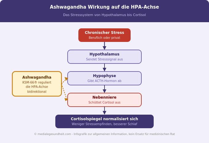 Ashwagandha Wirkung Cortisol HPA-Achse Stresssystem Infografik