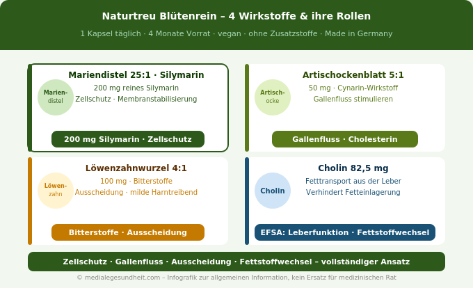 Naturtreu Blütenrein Mariendistel Artischocke Löwenzahn Cholin Wirkung Infografik