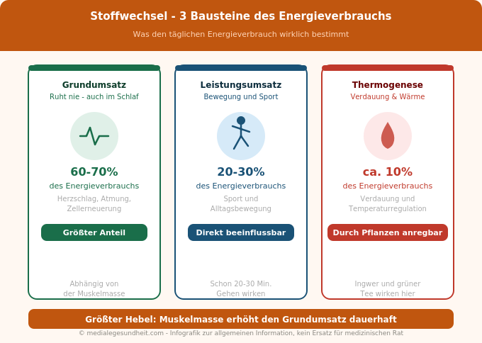 Stoffwechsel Grundumsatz Leistungsumsatz Thermogenese Übersicht Infografik