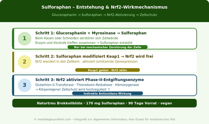 Sulforaphan Entstehung Glucoraphanin Myrosinase Nrf2 Brokkoli Infografik