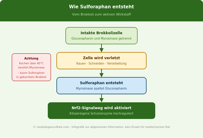 Sulforaphan Entstehung Glucoraphanin Myrosinase Nrf2 Brokkoli Infografik