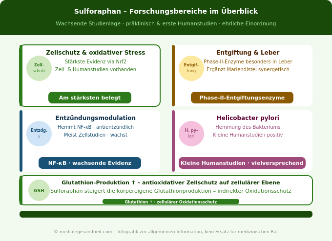 Sulforaphan Wirkung Forschung Zellschutz Entgiftung Entzündung Evidenz Infografik