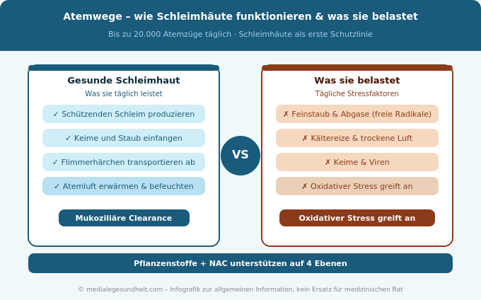 Atemwege Schleimhaut Lungenkraut NAC Wirkmechanismus Infografik