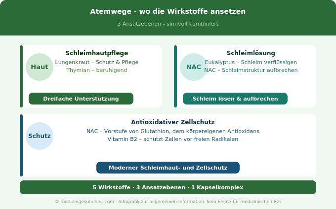 Atemwege Schleimhaut Lungenkraut NAC Wirkmechanismus Infografik