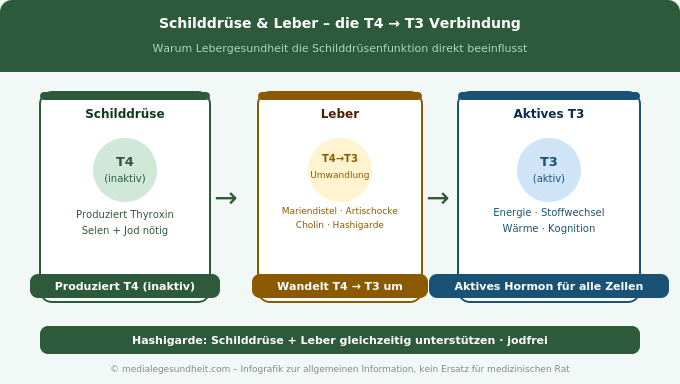 Schilddrüse Leber T4 T3 Umwandlung Hashimoto Verbindung Infografik
